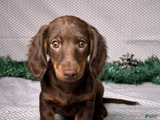 Miniature Dachshund dogs for sale: Ivy - Ad 1