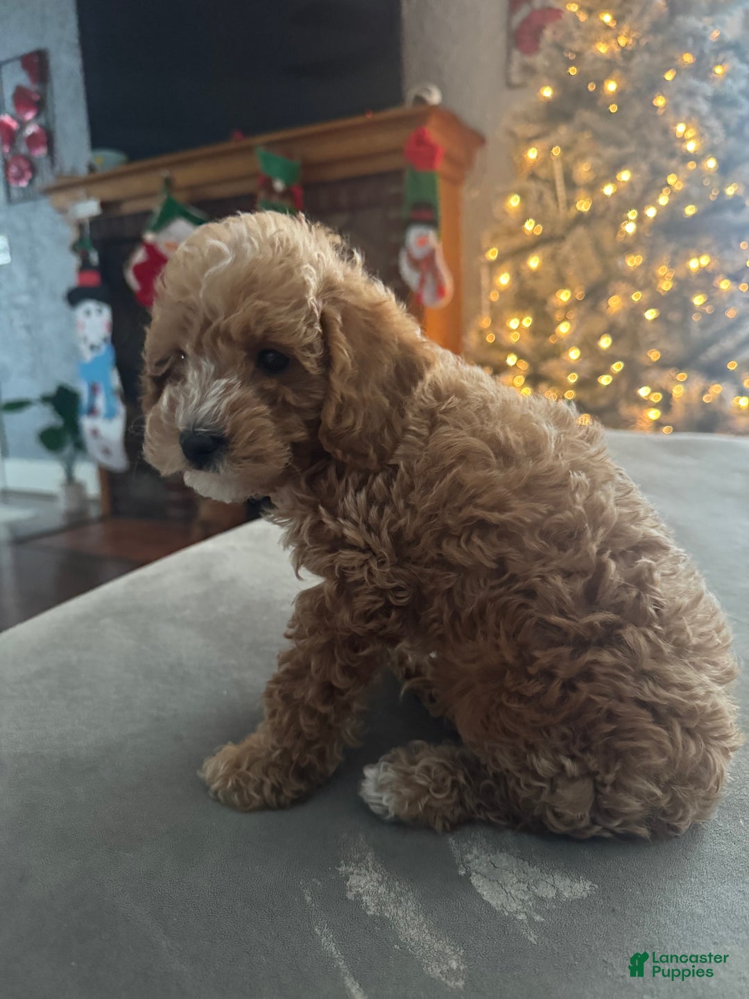 Toy Poodle dogs for sale: Biggie - Ad 1