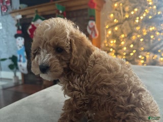 Toy Poodle dogs Biggie - Ad 32