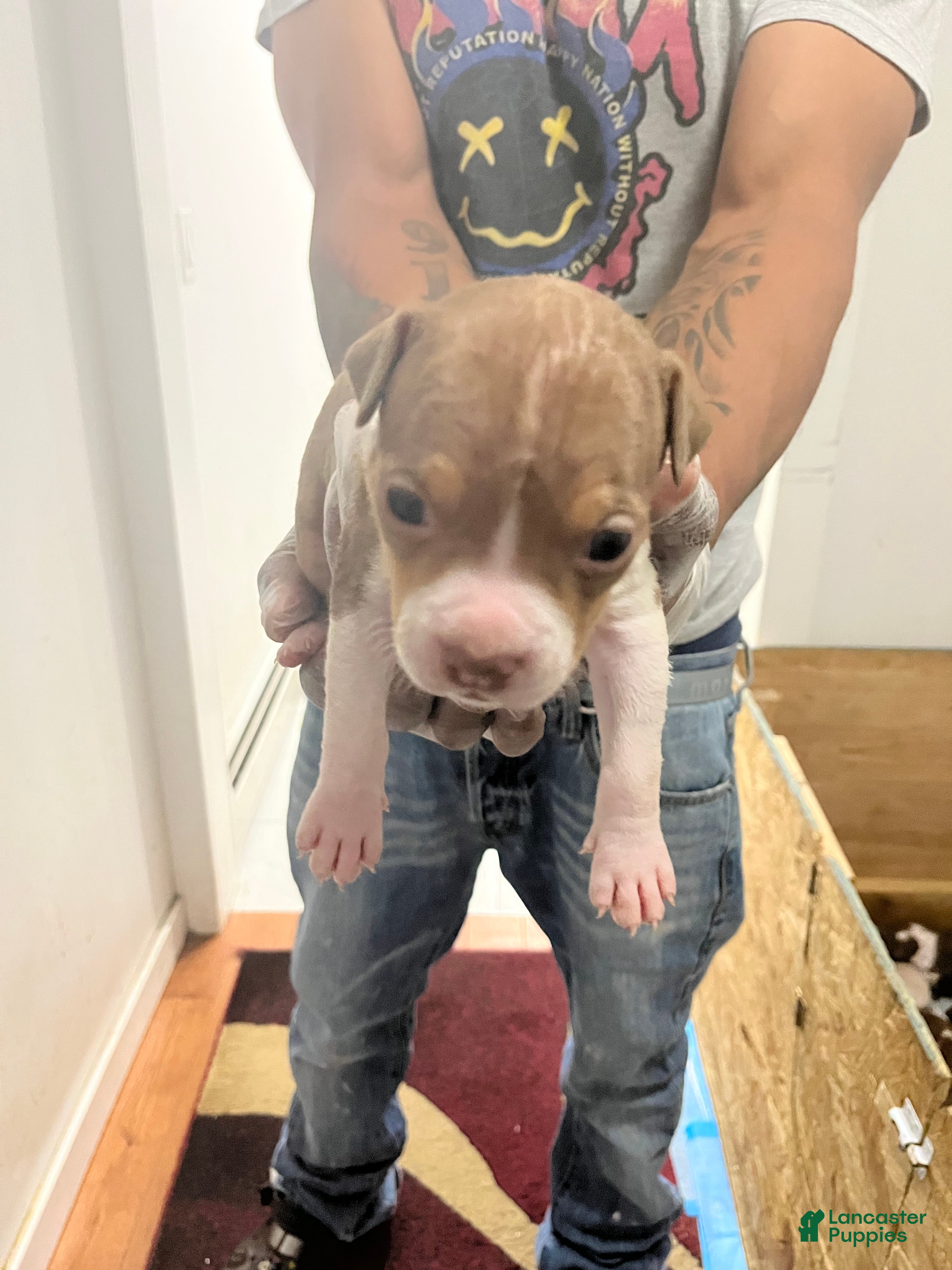American Pit Bull Terrier dogs American Pit Bull Terrier 1 - Ad 26