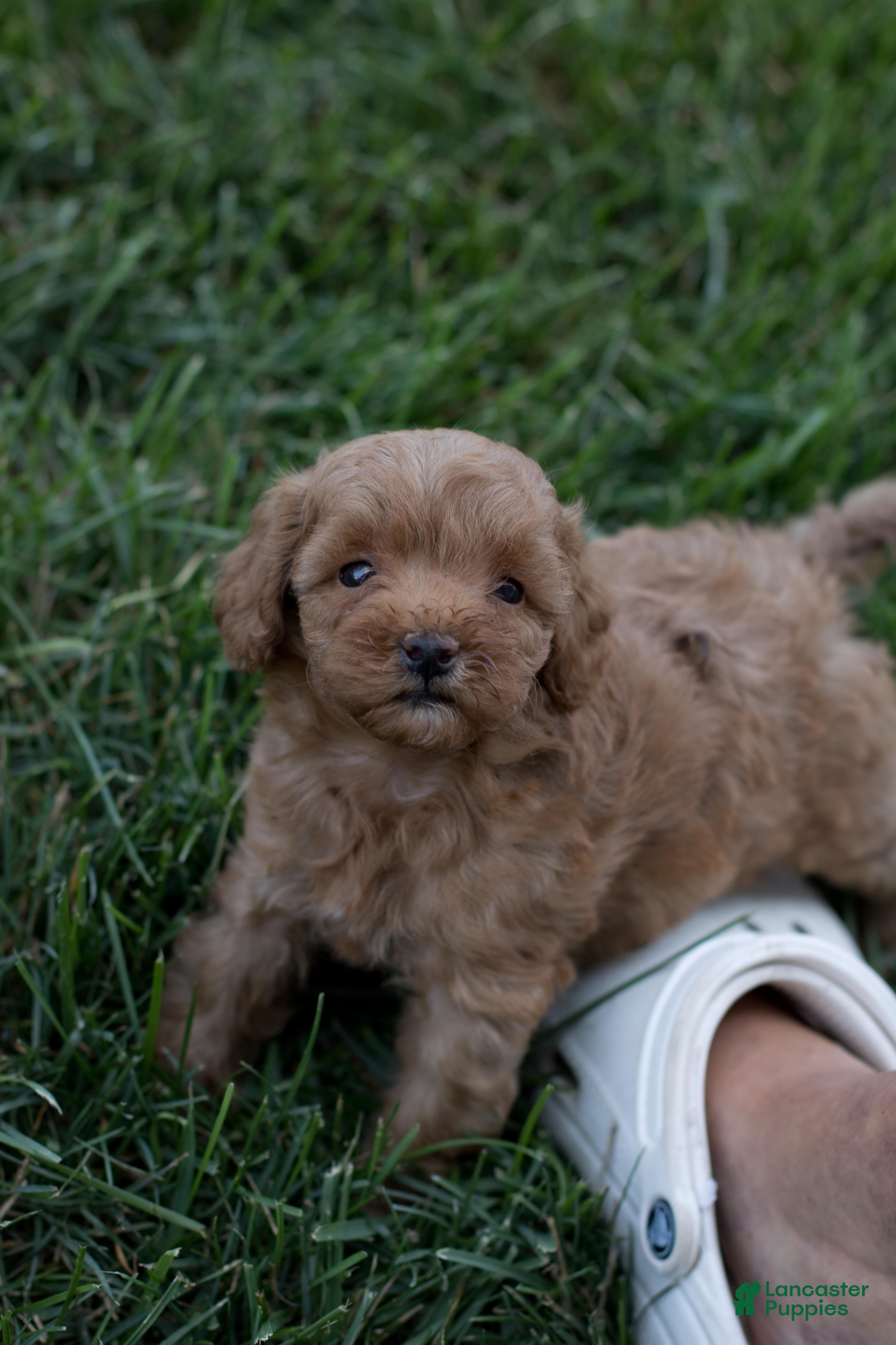 Mini Goldendoodle dogs Junior - Ad 2