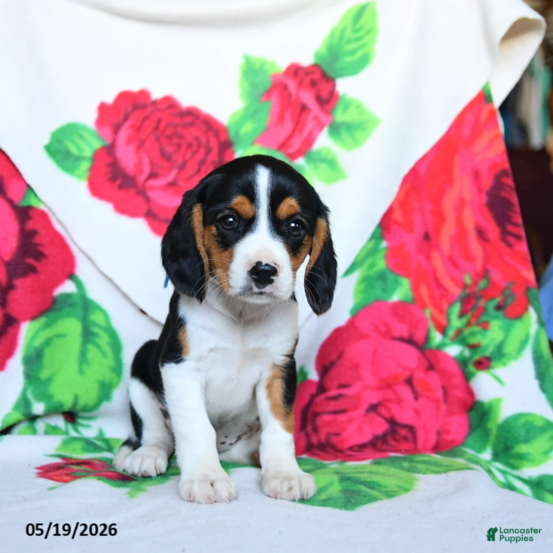 Beaglier dogs for sale: Lindy - Ad 2