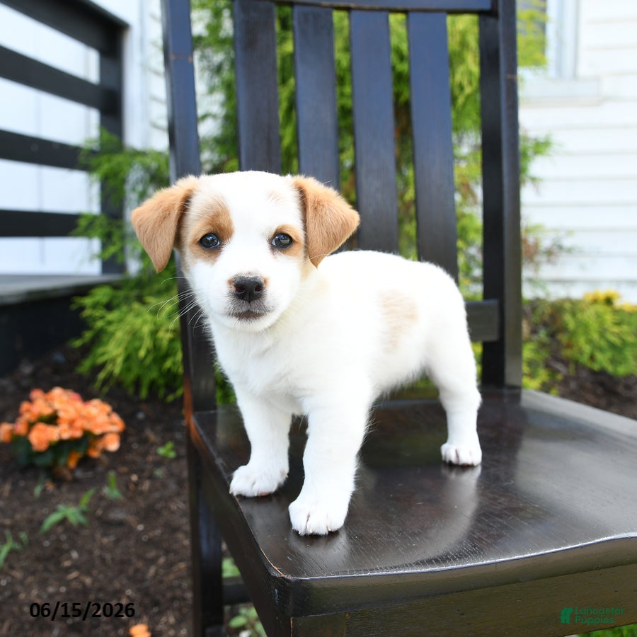 Jack Russell Terrier dogs Tilly - Ad 2