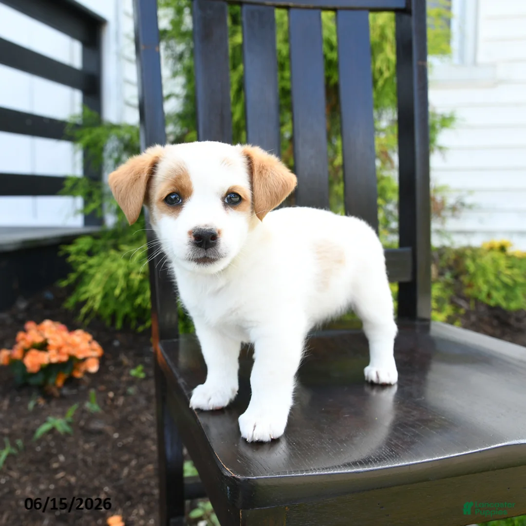 Jack Russell Terrier dogs for sale: Tilly - Ad 2