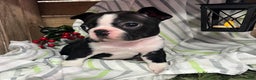 Boston Terrier dogs for sale: Rex - Ad 1