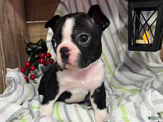 Boston Terrier dogs Rex - Ad 2