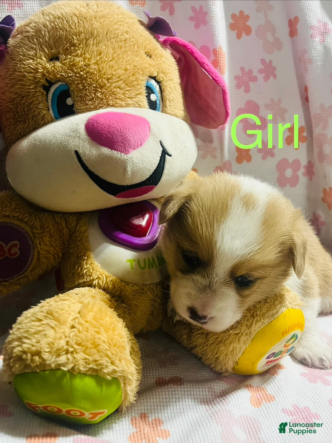 Welsh Corgi Pembroke dogs for sale: Welsh Corgi Pembroke Puppy 1 - Ad 1