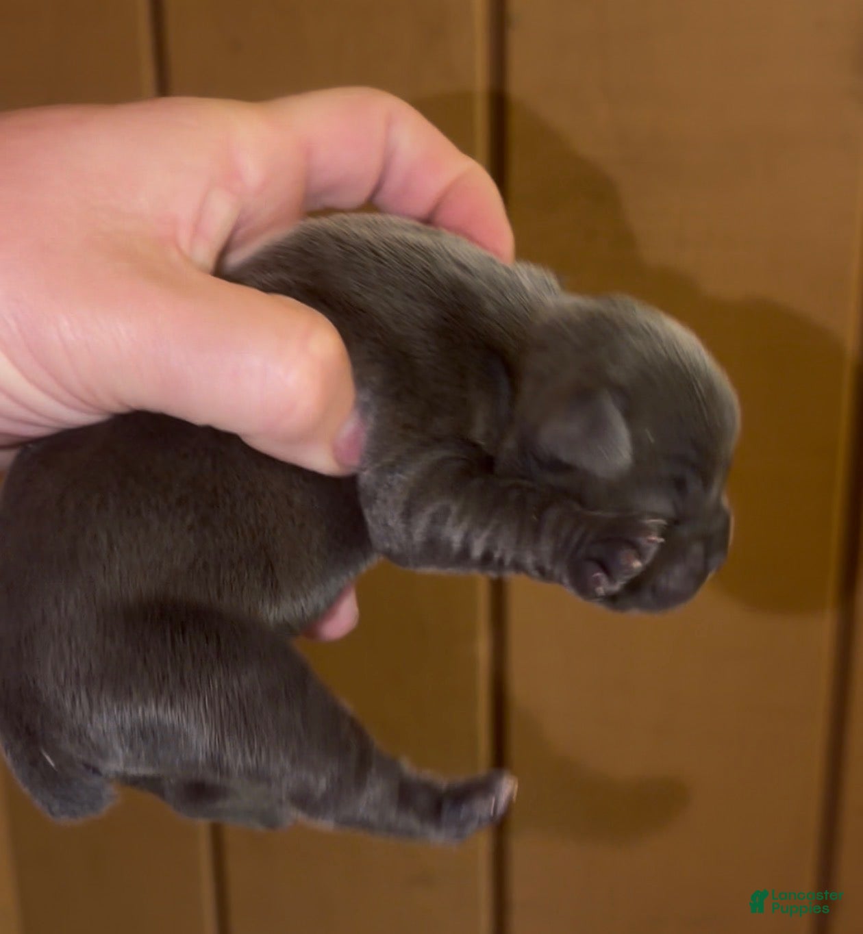 French Bulldog dogs for sale: Blueberry Muffins_Female - Ad 2