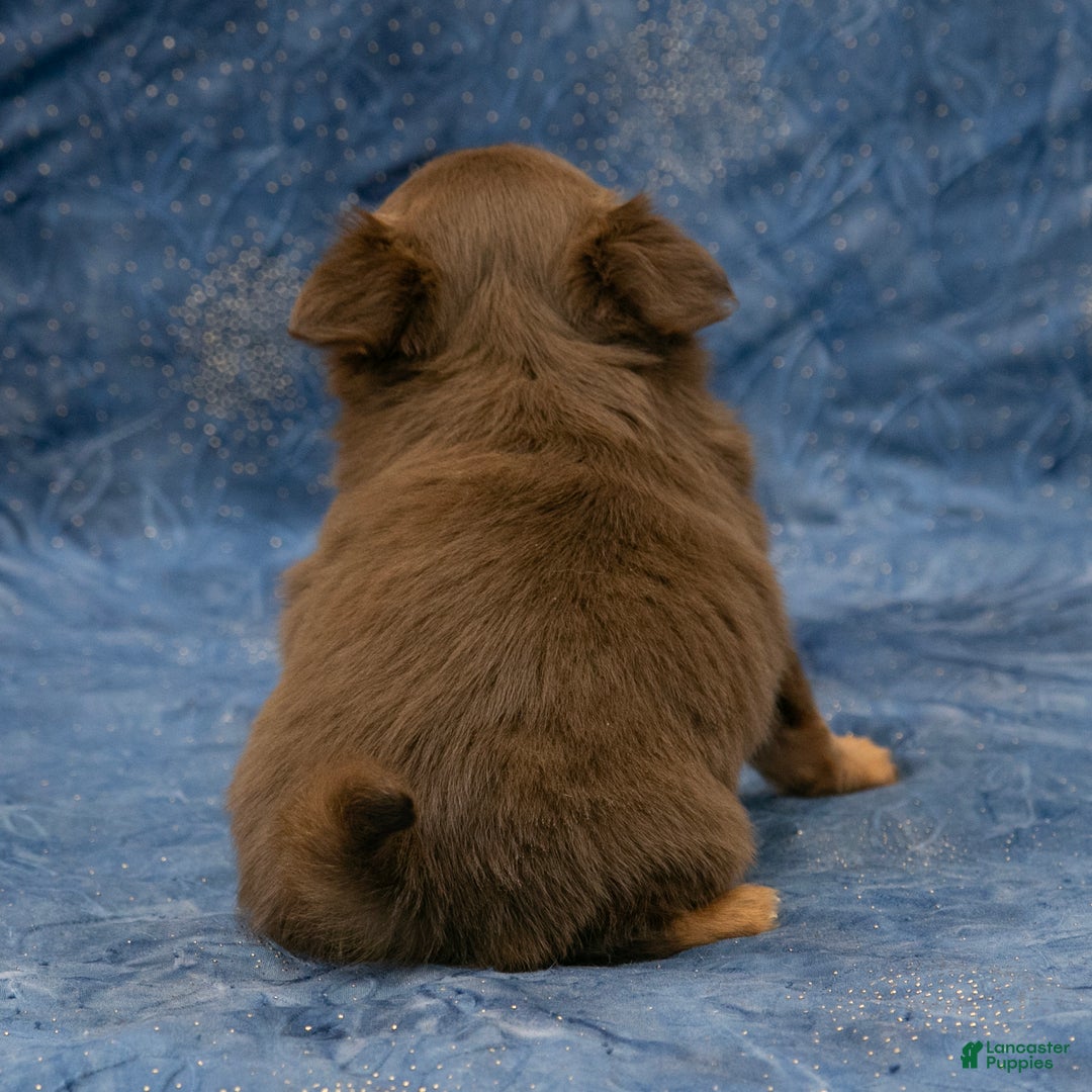 Chihuahua dogs for sale: Brandy - Ad 5