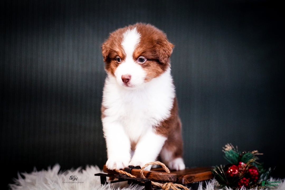 Miniature Australian Shepherd dogs for sale: Barney - Ad 6