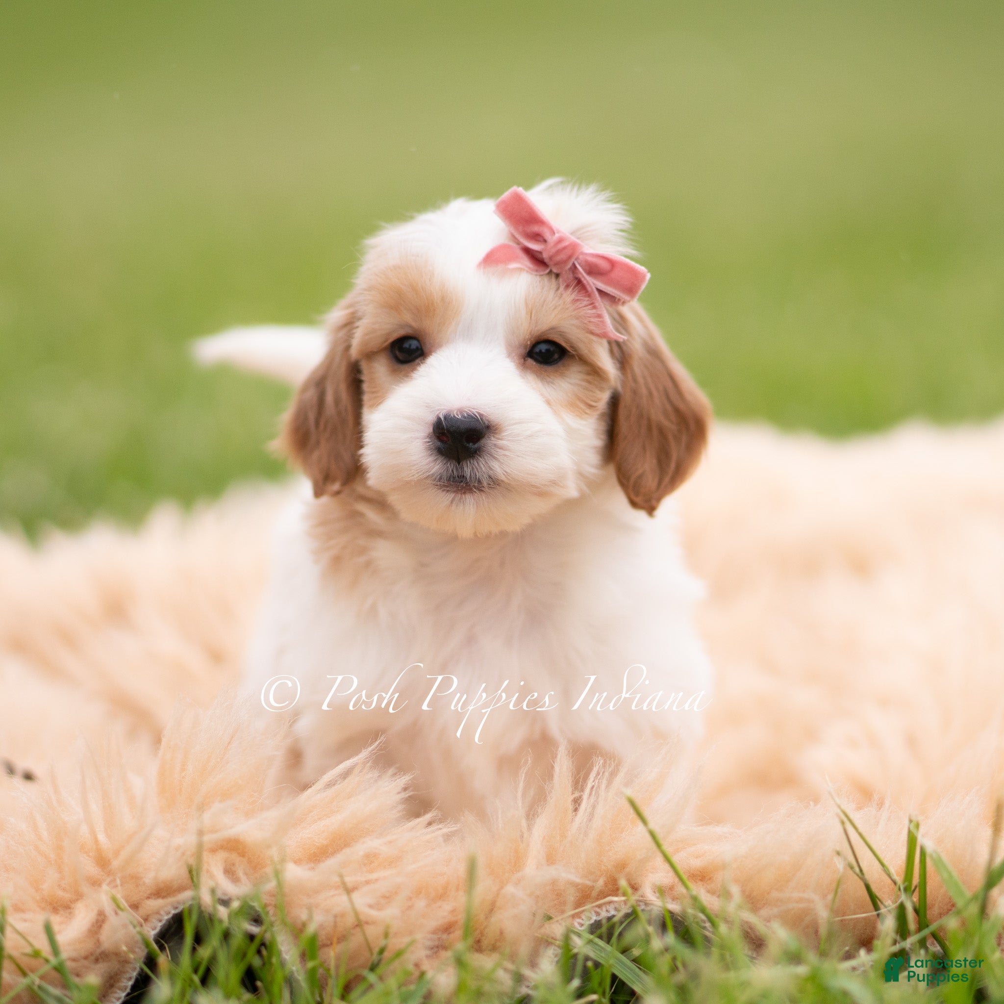 Mini Goldendoodle dogs Tinkerbell - Ad 15