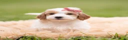 Mini Goldendoodle dogs for sale: Tinkerbell - Ad 1