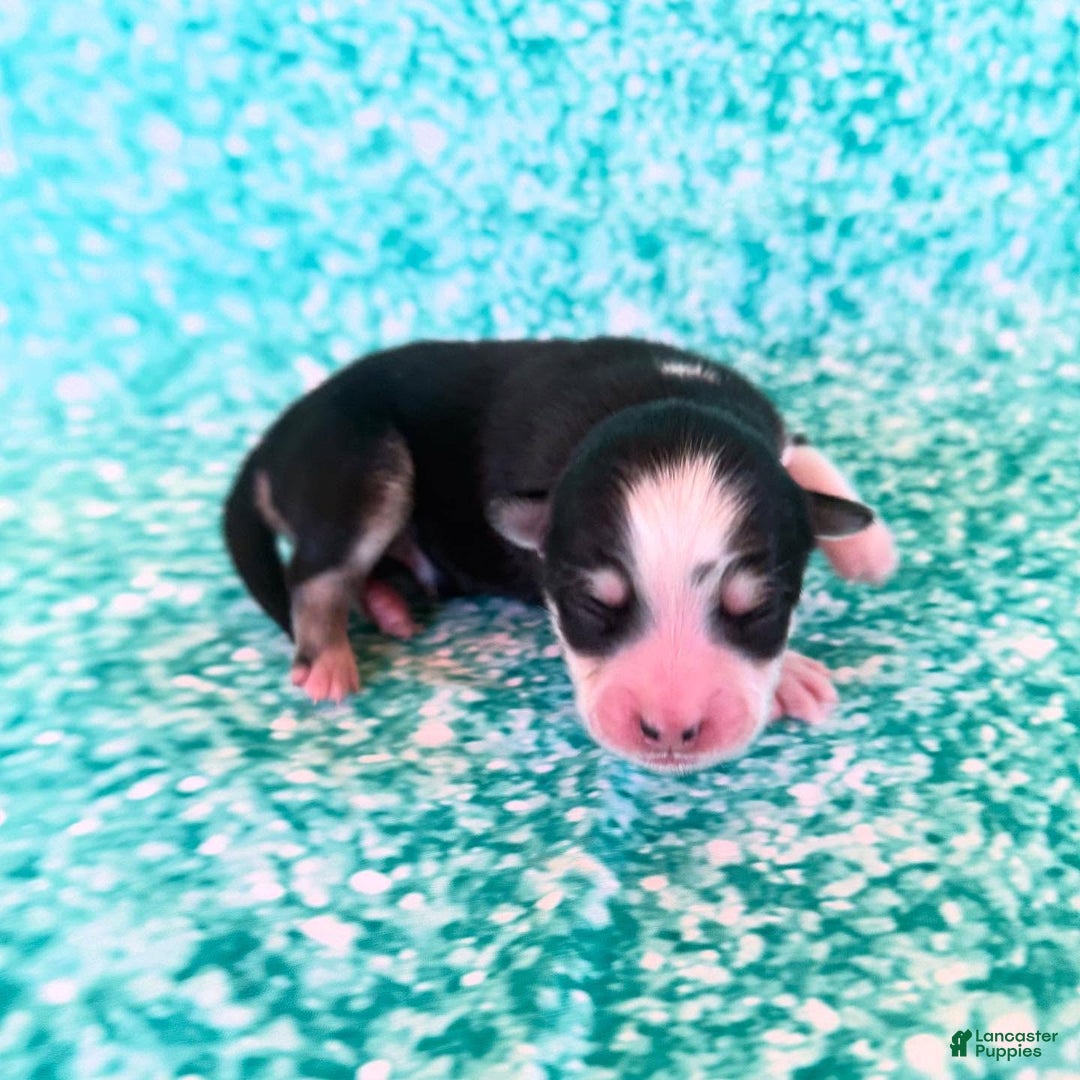 Pomsky dogs for sale: Zephyr - Ad 7