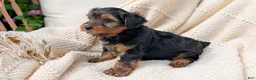 Yorkshire Terrier dogs for sale: Grady - Ad 3