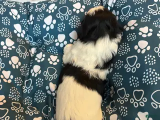 Shih Tzu dogs for sale: Shih Tzu Puppy 5 - Ad 3