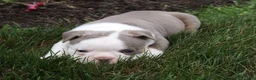 Olde English Bulldogge dogs for sale: Maggie - Ad 3