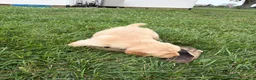 Golden Retriever dogs for sale: Gus - Ad 9