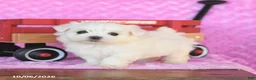 Maltese dogs for sale: Pluto - Ad 1