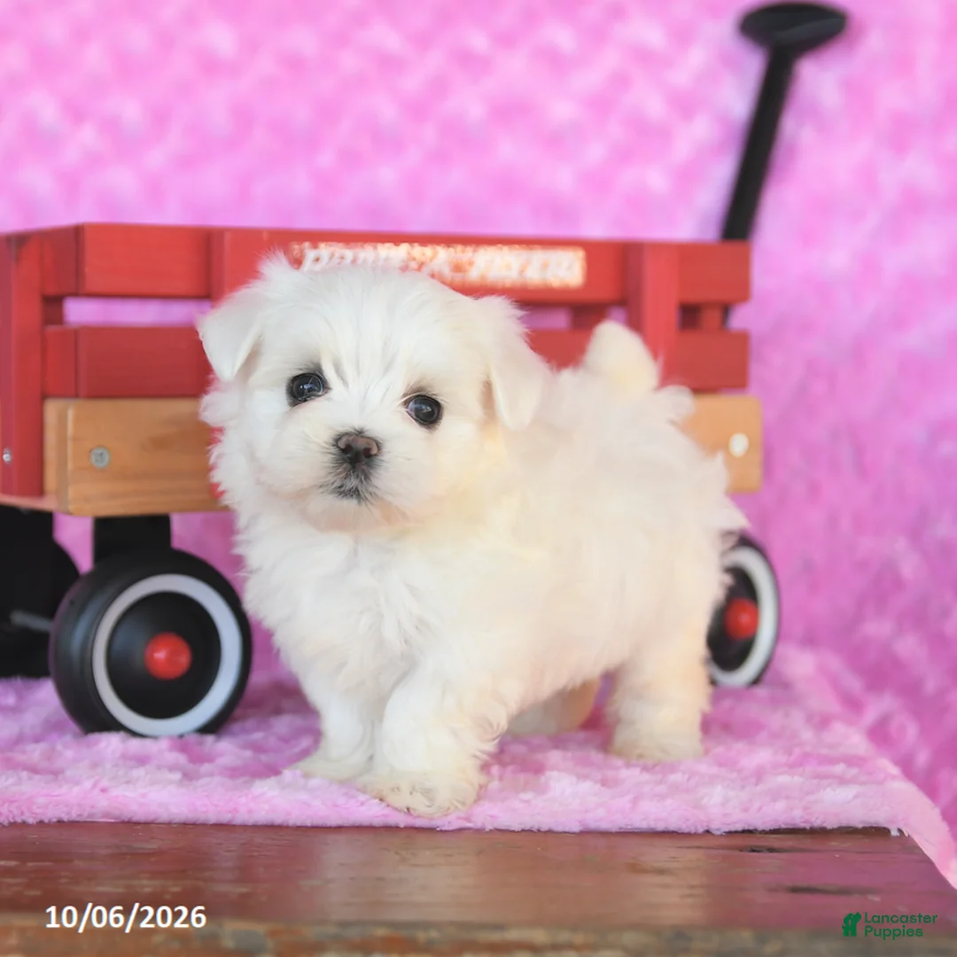 Maltese dogs for sale: Pluto - Ad 1