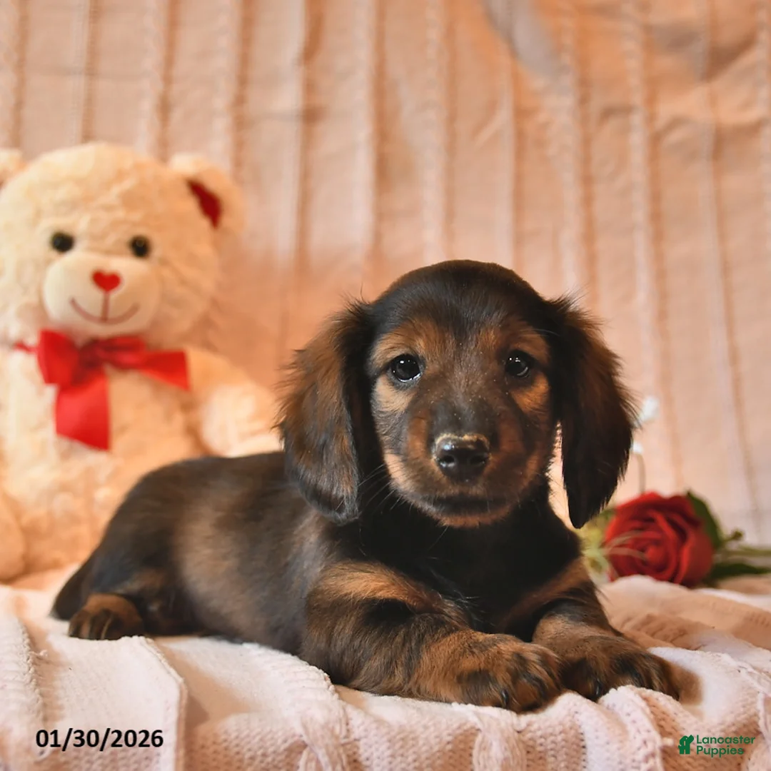 Miniature Dachshund dogs for sale: Hayes  - Ad 3