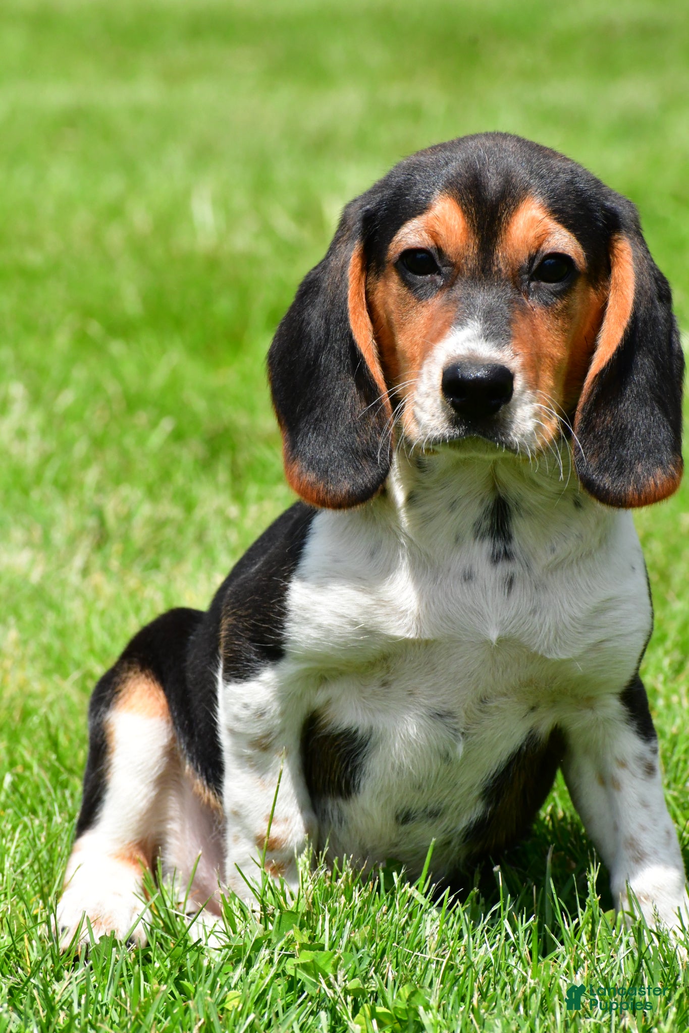 Beagle dogs Sammy - Ad 2