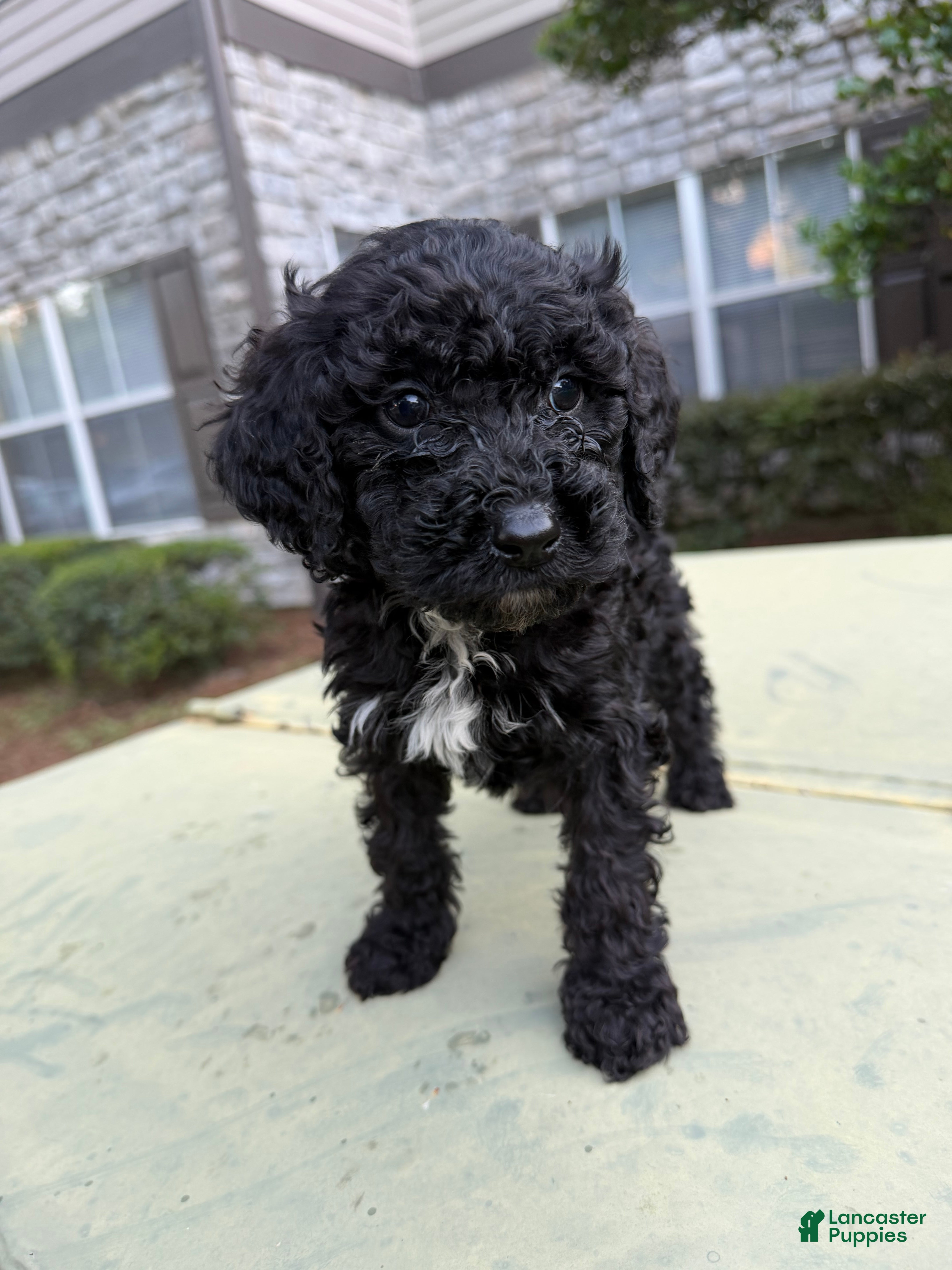 Cavapoo dogs Cavapoo Puppy 6 - Ad 15