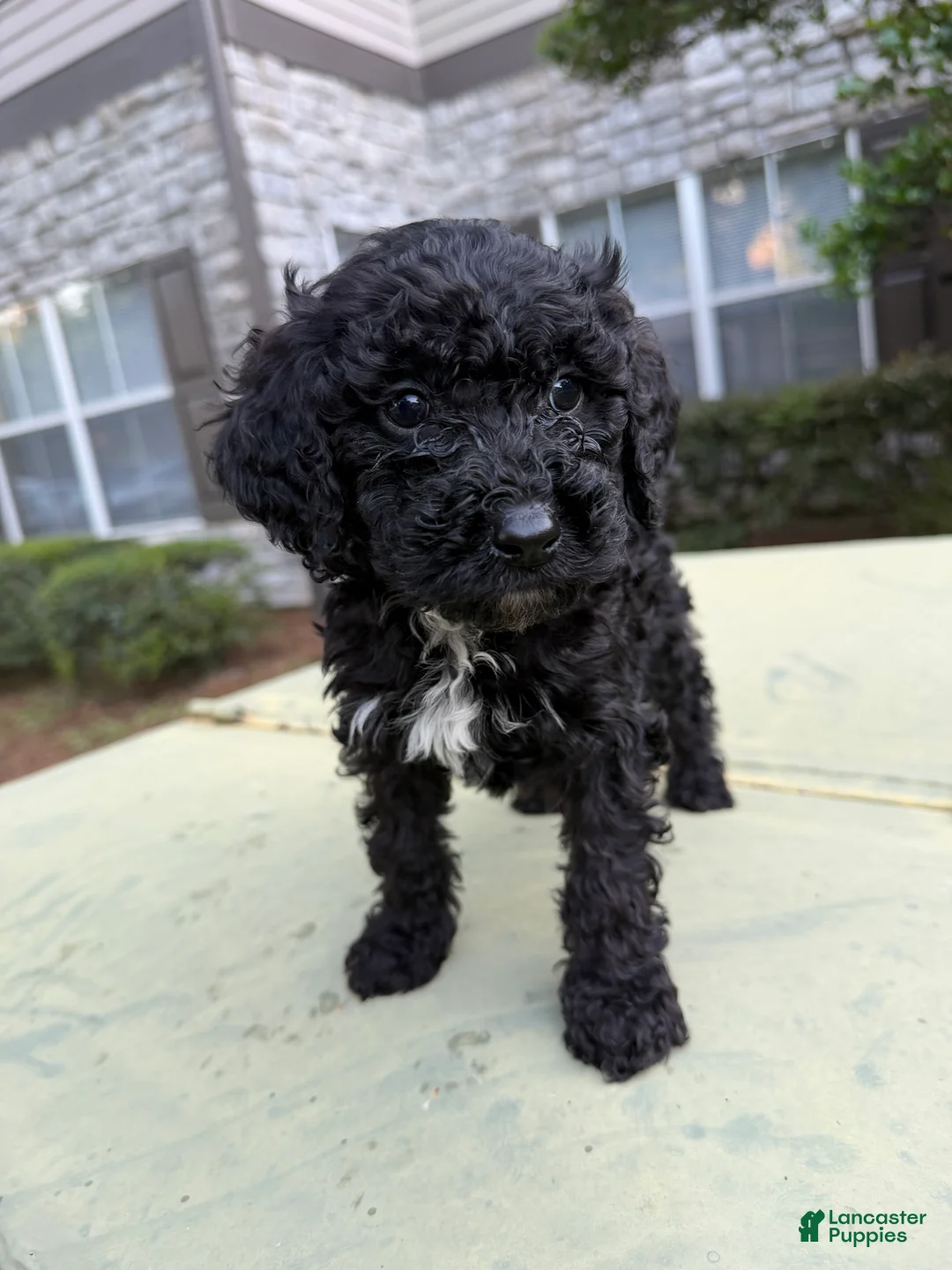 Cavapoo dogs for sale: Cavapoo Puppy 6 - Ad 1