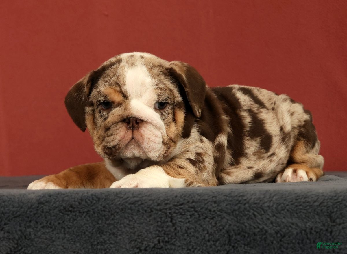 English Bulldog dogs Dozer - Ad 1