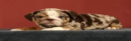 English Bulldog dogs for sale: Dozer - Ad 1