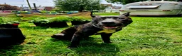 Presa Canario dogs for sale: Presa Canario Puppy 1 - Ad 8