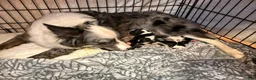 Border Collie dogs for sale: Aspen - Ad 5