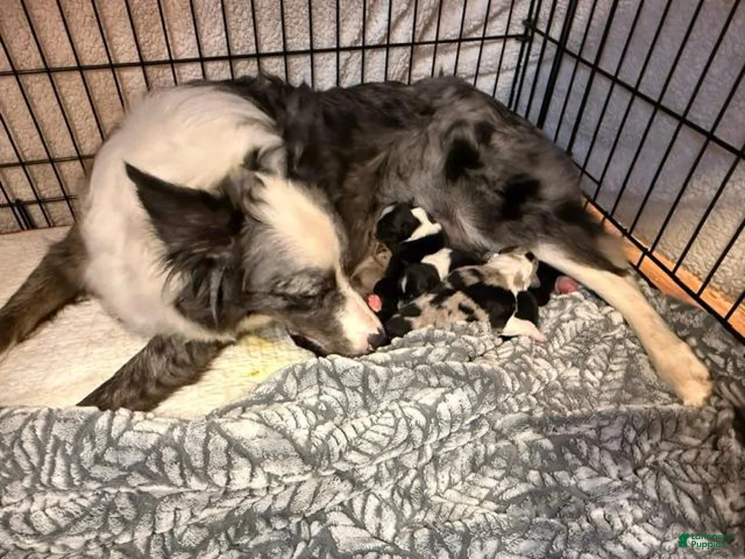 Border Collie dogs for sale: Aspen - Ad 5
