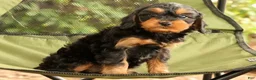 Cavapoo dogs for sale: Sasha - Ad 8