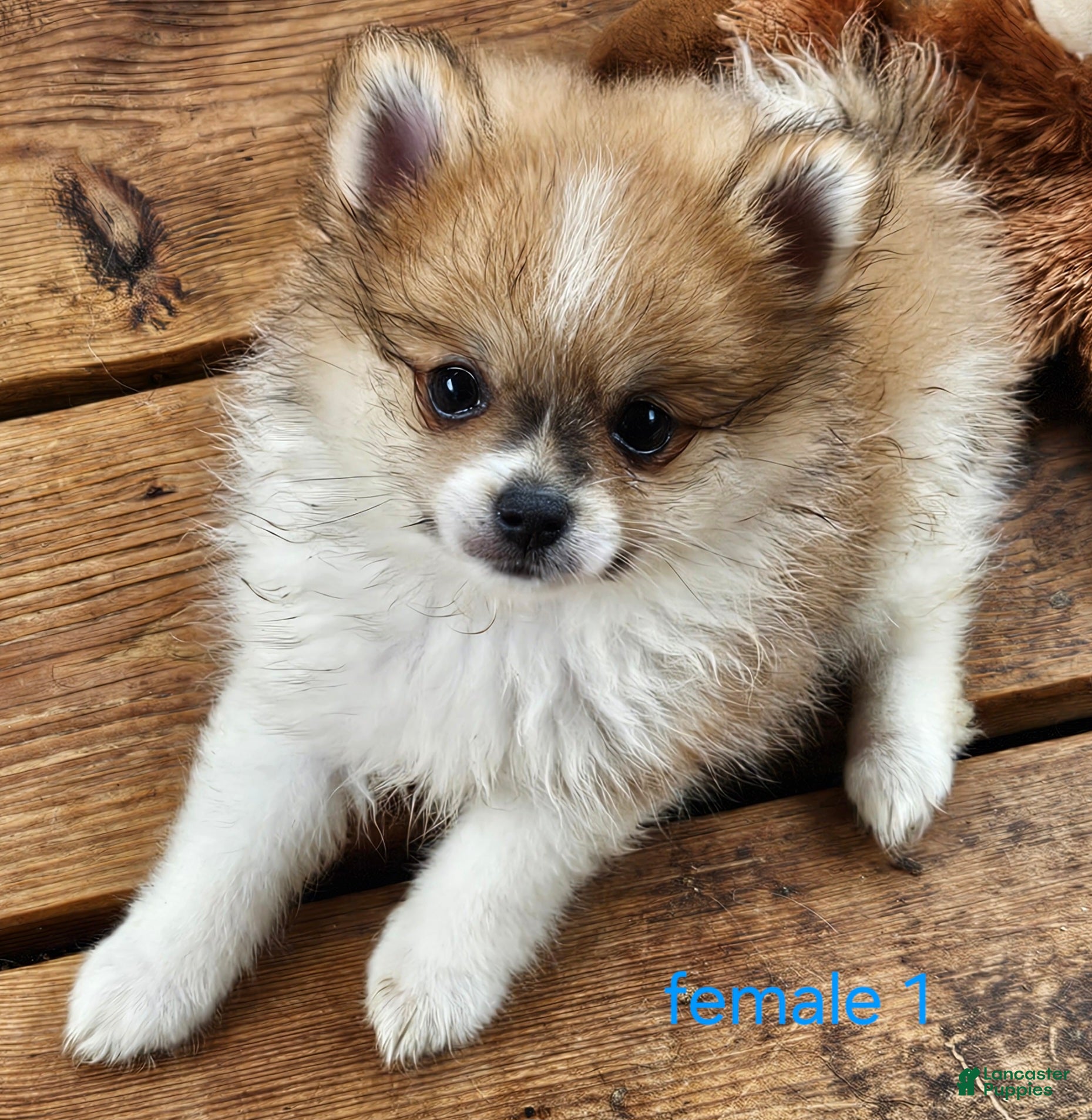 Pomeranian dogs Abigail  - Ad 1