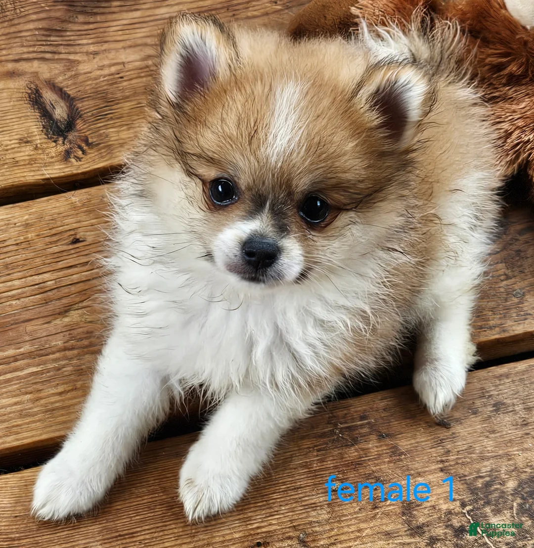 Pomeranian dogs for sale: Abigail  - Ad 1
