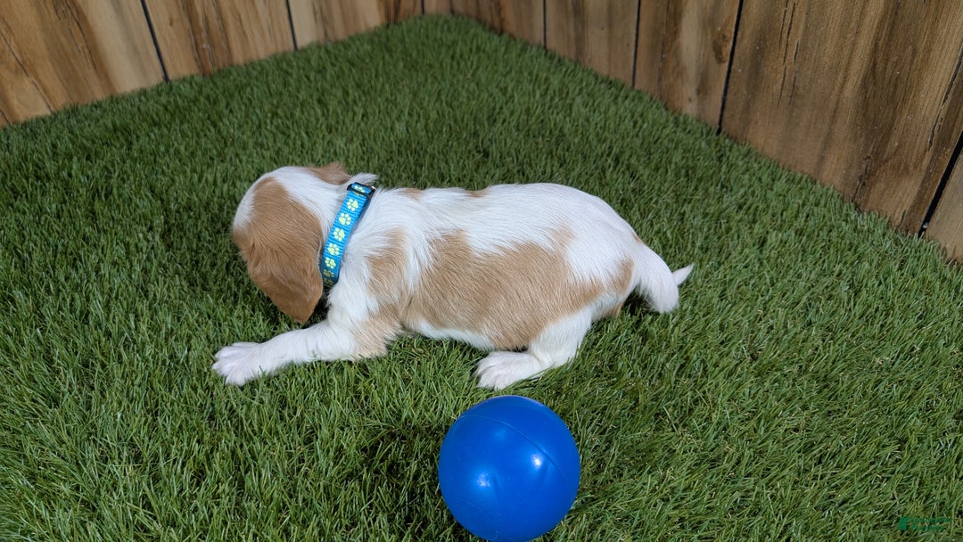 Cavalier King Charles Spaniel dogs for sale: Sally Boy 1 - Ad 4