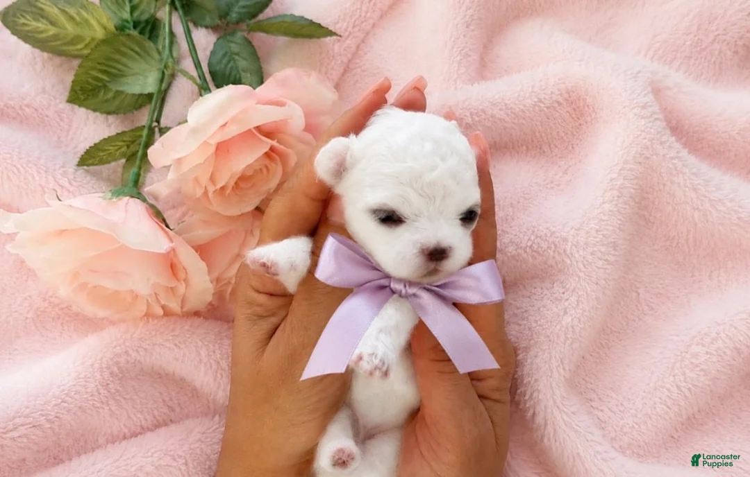 Maltese dogs for sale: Maltese Puppy 3 - Ad 2