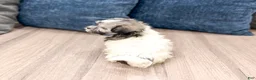 Havanese dogs for sale: Louis - Ad 5