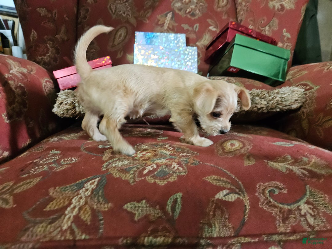Chorkie dogs for sale: Bell - Ad 7