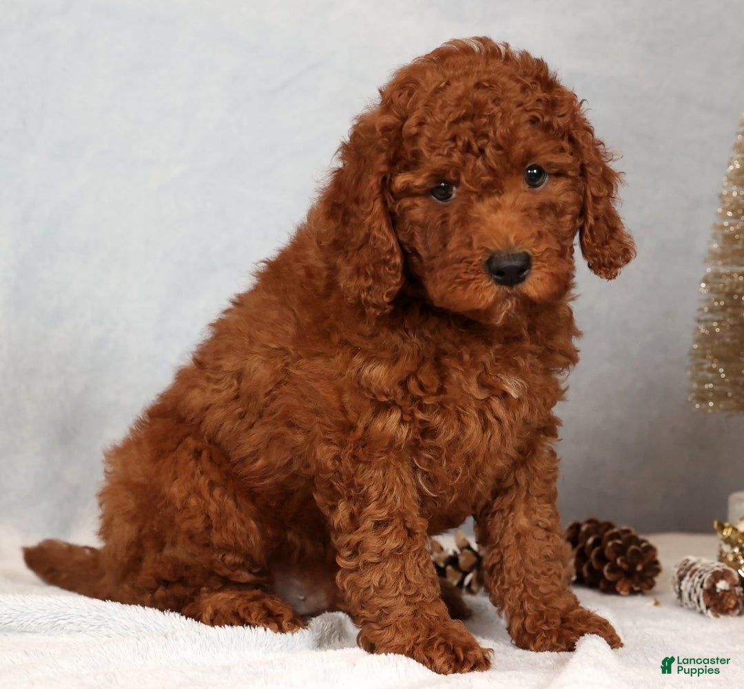 Miniature Poodle dogs for sale: Scott - Ad 5