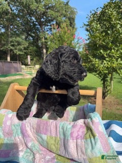 Goldendoodle dogs Lucas - Ad 13
