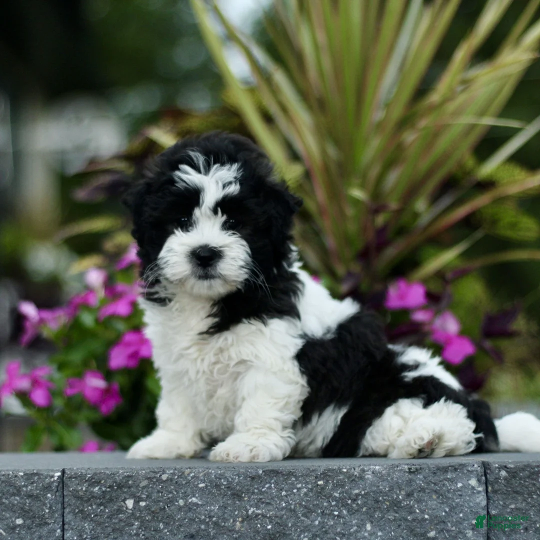 Teddy Bear dogs for sale: Sunshine  - Ad 1