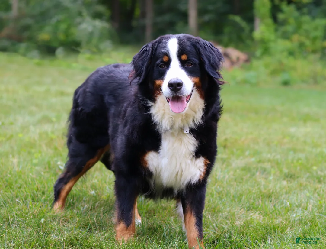 Bernedoodle dogs for sale: Jaxon - Ad 6