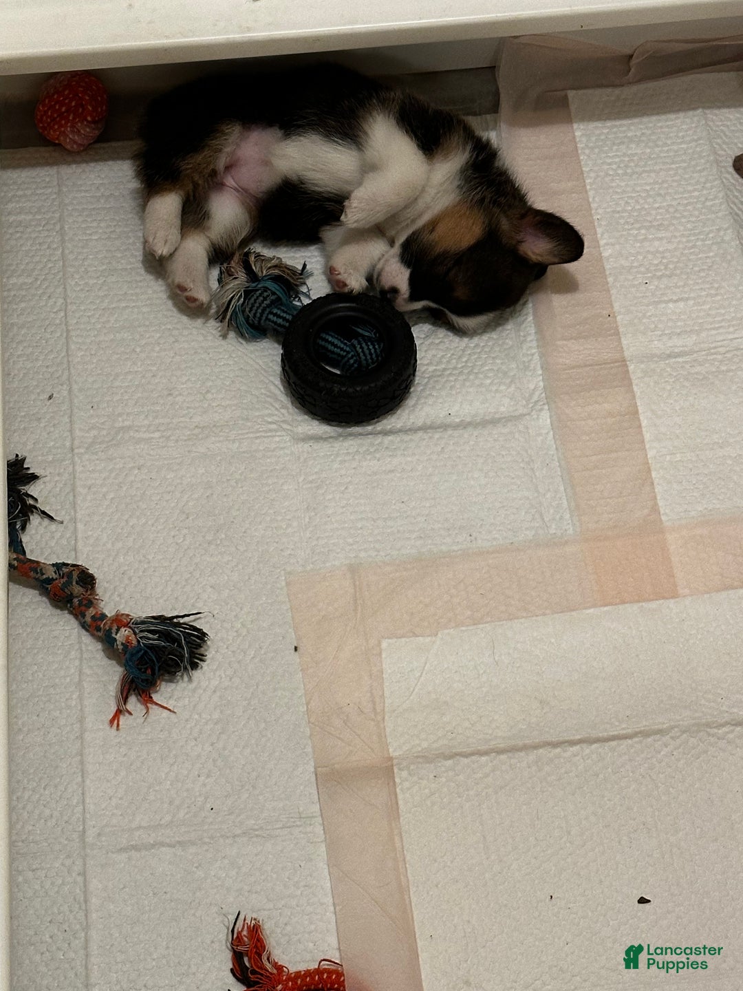 Welsh Corgi Pembroke dogs for sale: Welsh Corgi Pembroke Puppy 3 - Ad 6