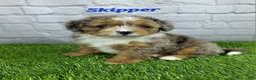 Mini Bernedoodle dogs for sale: Skipper  - Ad 5