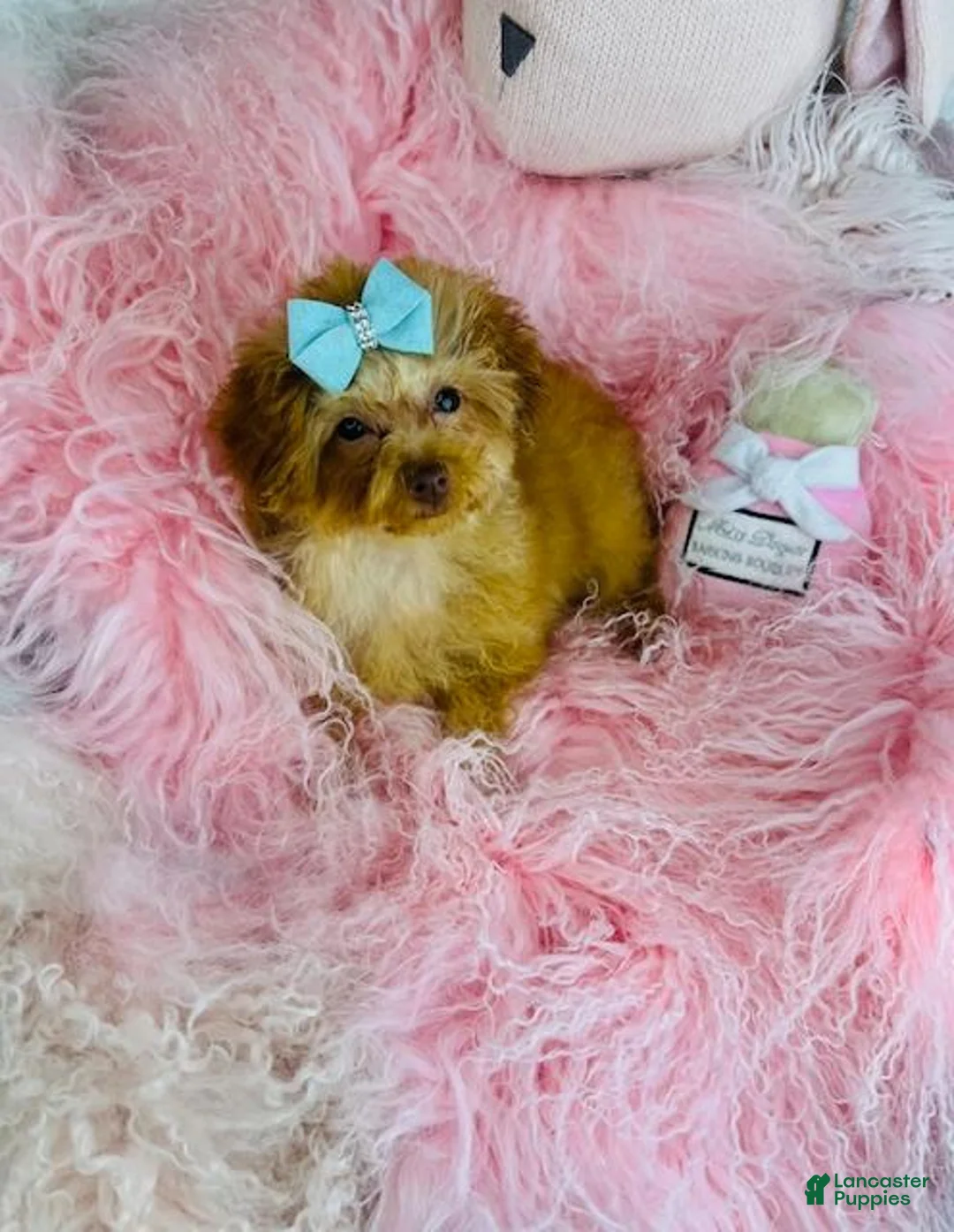 Toy Poodle dogs for sale: Toy Poodle Puppy 1 - Ad 2