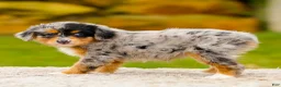 Mini Aussiedoodle dogs for sale: Heather - Ad 7