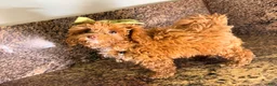 Toy Poodle dogs for sale: Calista - Akc Teacup Poodle POTTY TRAINED - Ad 4