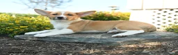 Welsh Corgi Pembroke dogs for sale: Oliver - Ad 3
