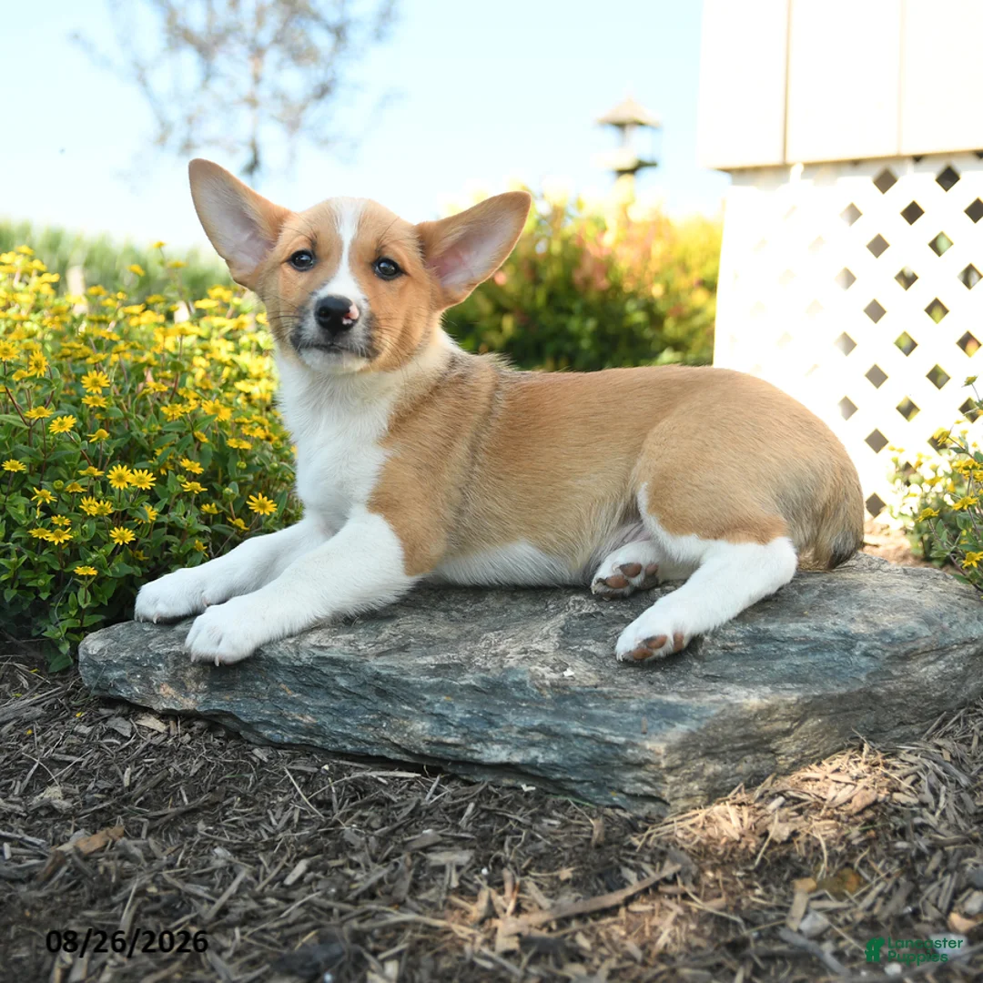 Welsh Corgi Pembroke dogs for sale: Oliver - Ad 3